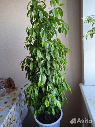 Фикус Бенджамин пестролистные