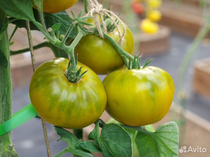 Продам семена томатов коллекционные