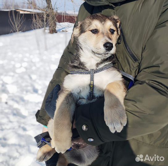 Щенок в добрые руки