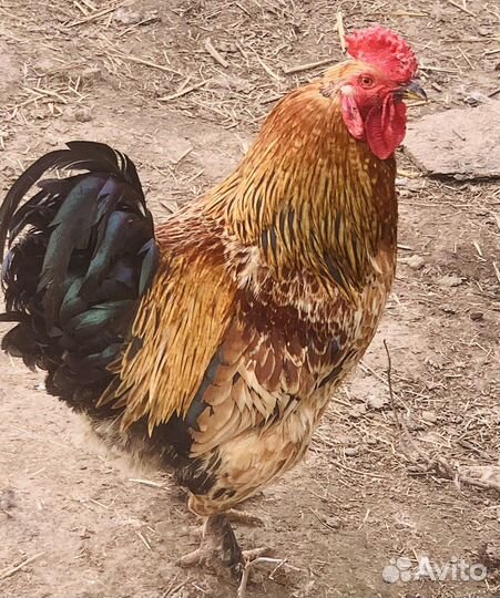 Молодые петухи