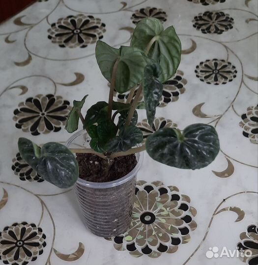 Пеперомия Лилиан