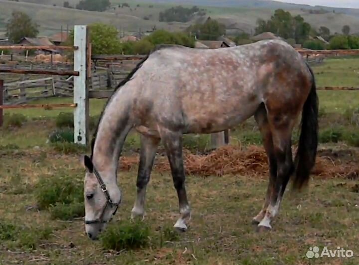 Ахалтекинская кобыла Ауен- dakor