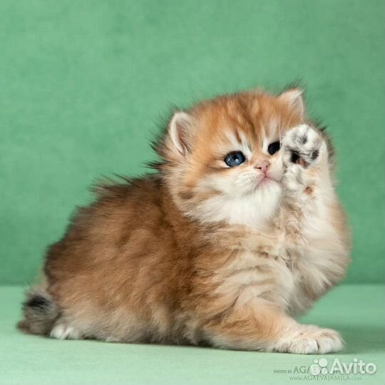 Золотые британские длинношерстные шиншиллы