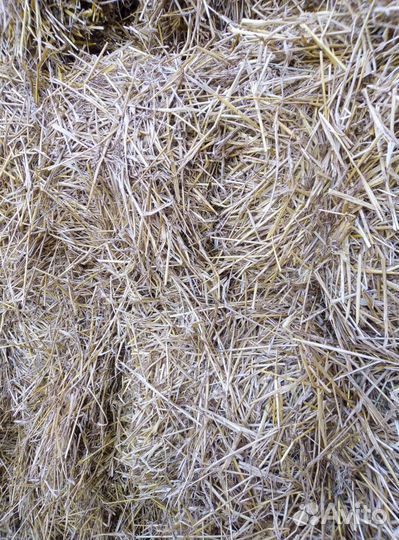 Солома в тюках и мешках пшеничная