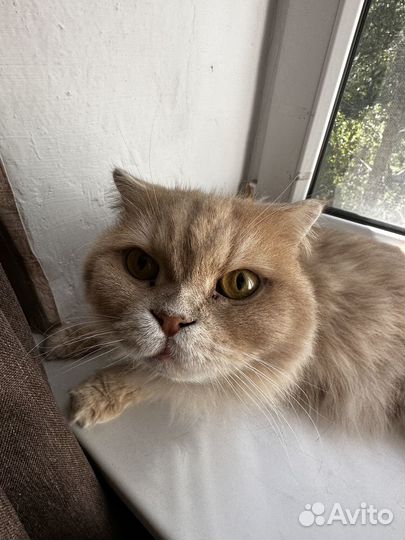 Уход за животными на время отпуска