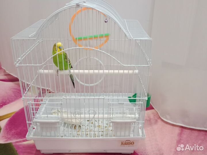 Волнистый попугай Сёма