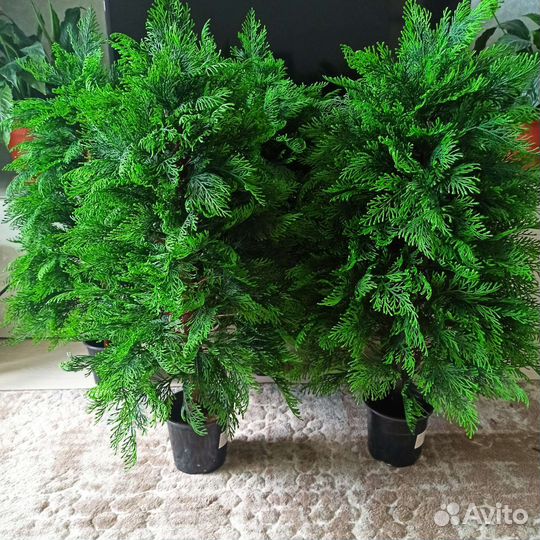 Туя, можжевельник, кипарис, ёлка