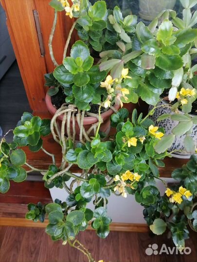 Комнатные растения цветы