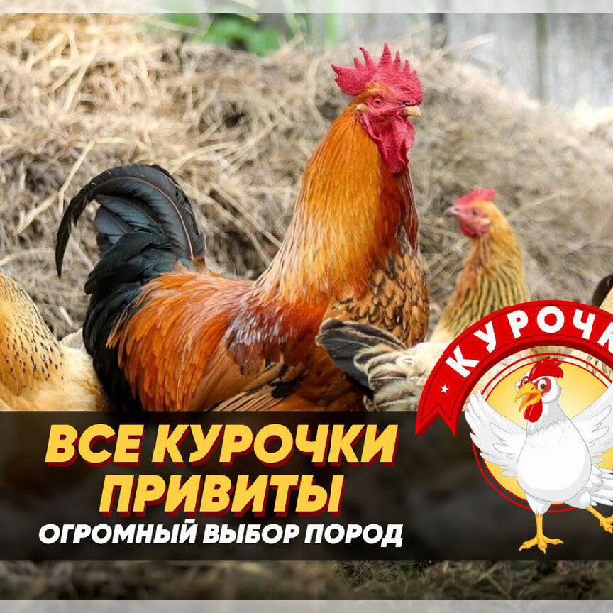 Куры молодки несушки