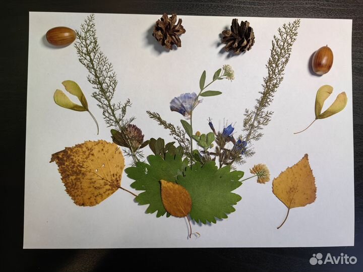 Наборы для поделок, гербария