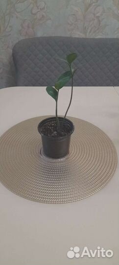 Замиокулькас маленький