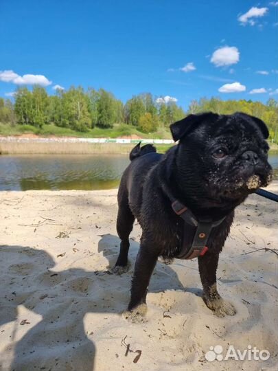 Мопс вязка мальчик