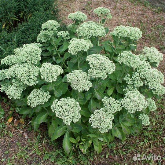 Гибискус китайская роза,очиток