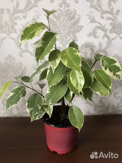 Фикус Бенджамина, пестролистный