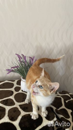 Котик в добрые руки