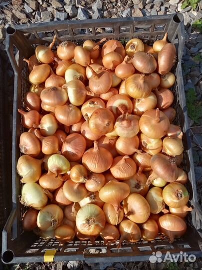 Продаю картофель, лук, морковь. Доставка