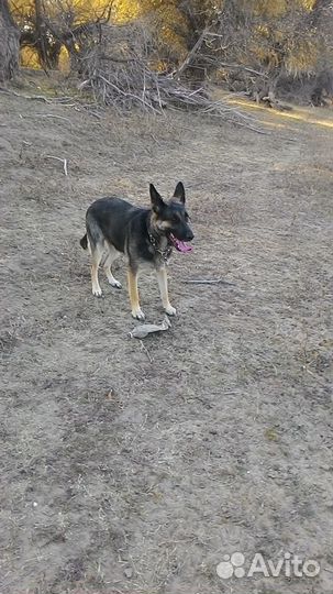 Собака в дар