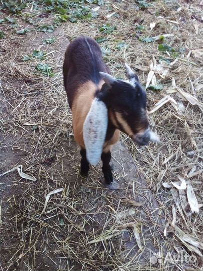 Козлик нубийский