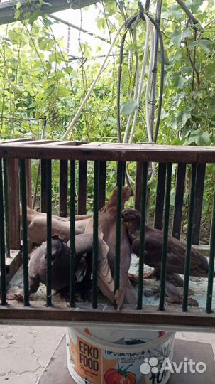 Продажа голубей