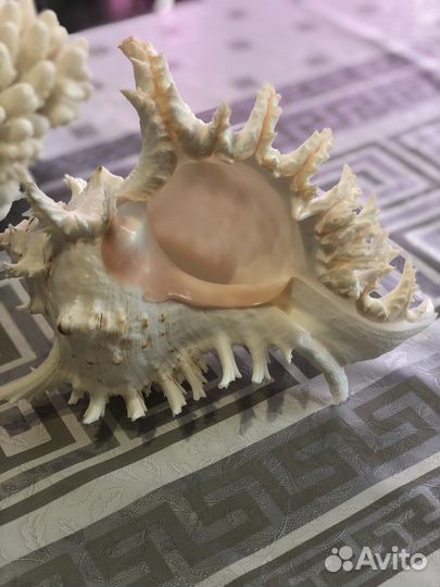 Кораллы, ракушки