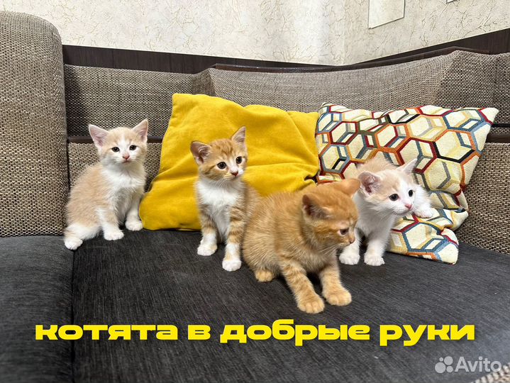 Котята в добрые руки