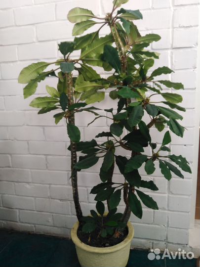 Цветы комнатные