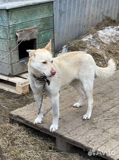 Собачка метис