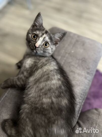 Британская кошка