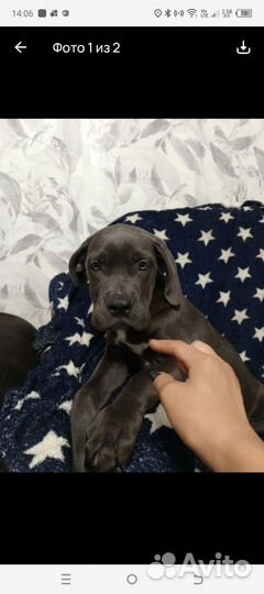 Щенок Кане Корсо девочка