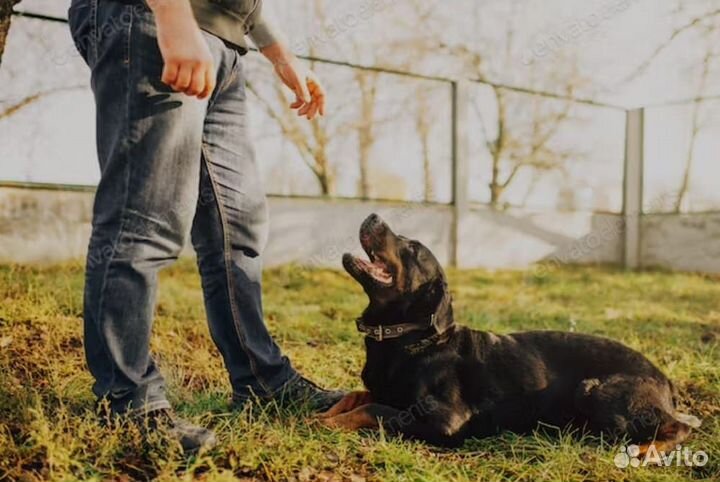 Дрессировщик собак кинолог