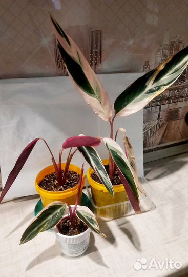 Строманта триколор