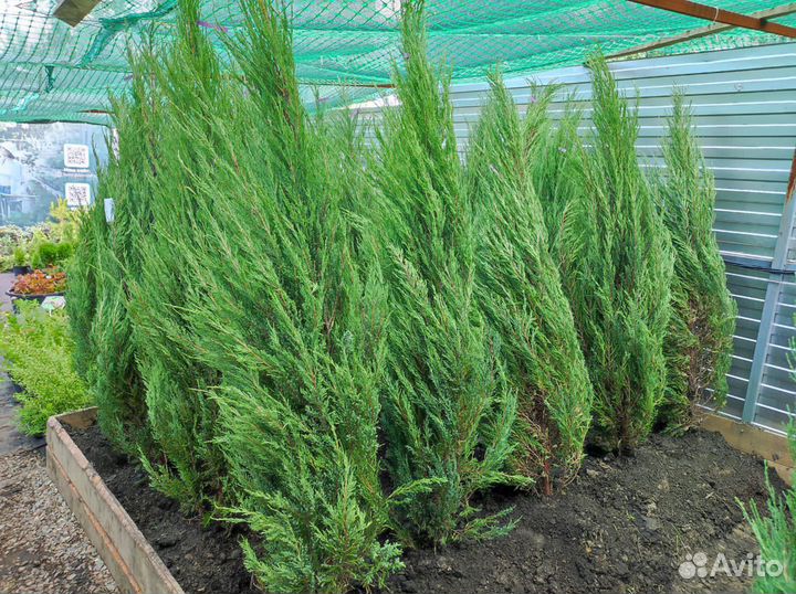 Можжевельник Блю Эрроу/ саженцы хвойных растений