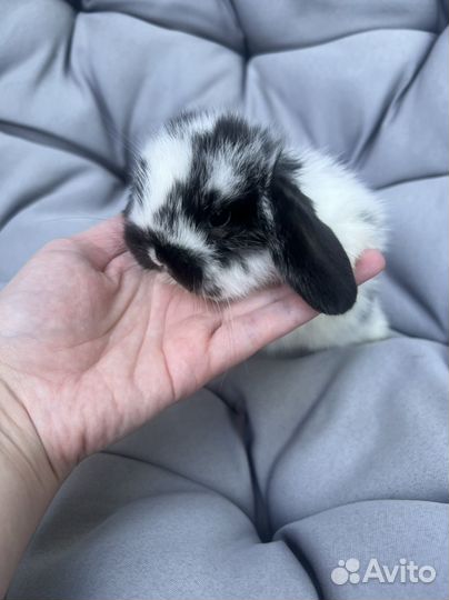 Кролик Mini Lop