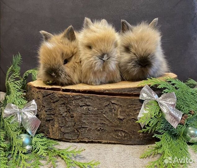 Декоративные кролики