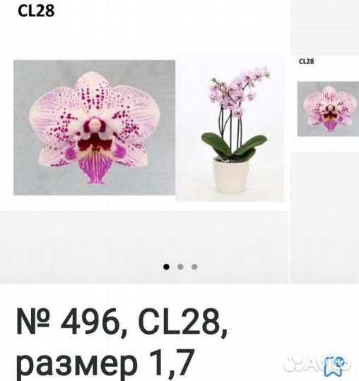 Орхидеи подростки 1,7