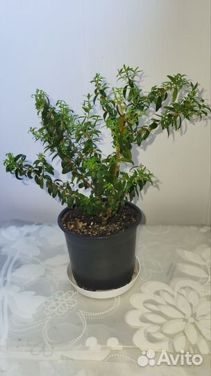 Комнатное растение мирт