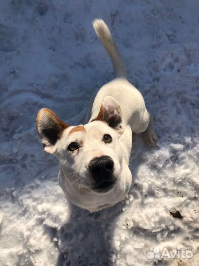 Вязка Джек Рассел Терьер