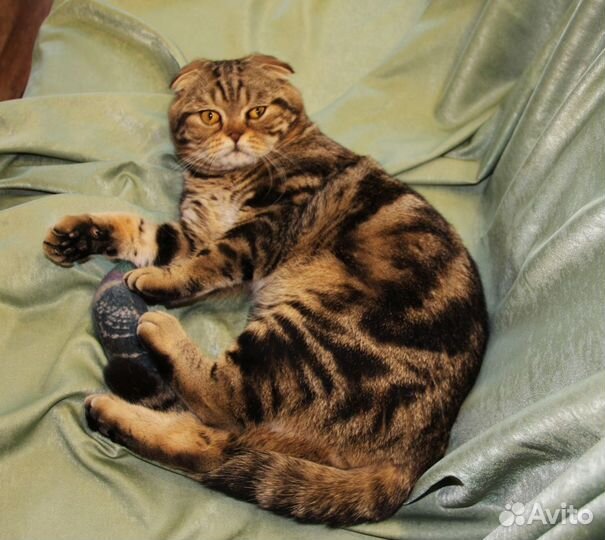 Вязка с шотландским вислоухим котом