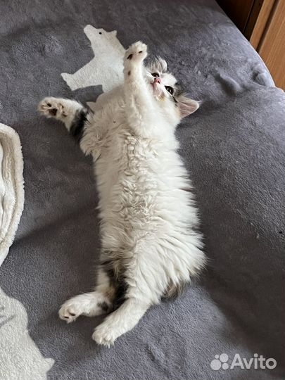 Кошечка в добрые руки