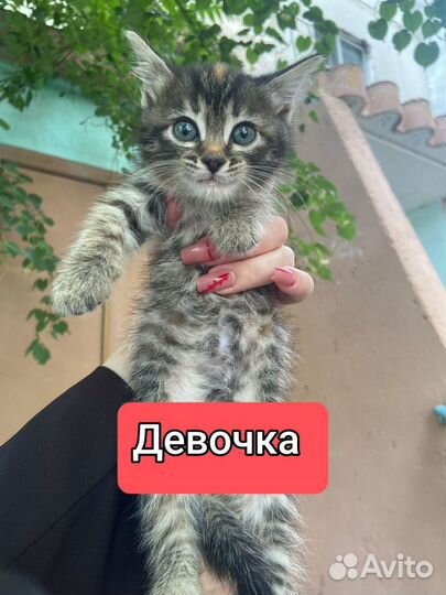 Котята в добрые руки