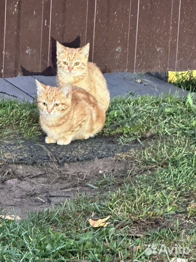 Отдам в добрые руки