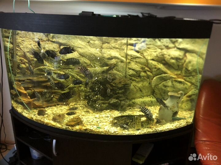 Аквариум на 550 литров