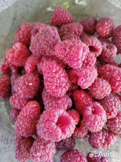 Малина, малина дерево саженцы