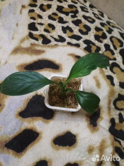 Спатифиллум Сенсация металлика