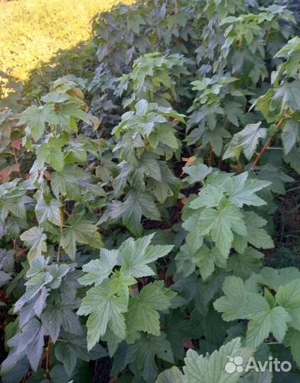 Саженцы смородины, крыжевника, ежевики, малины