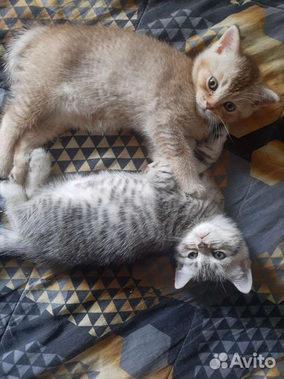 Шотландские котята