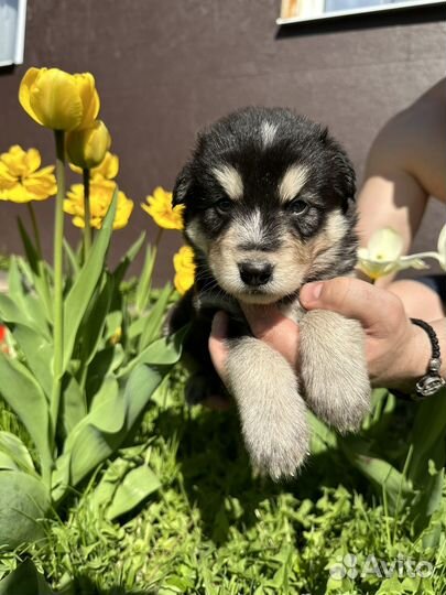 Щенки метисы хаски