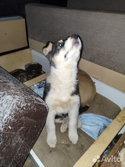 Щенки в добрые руки