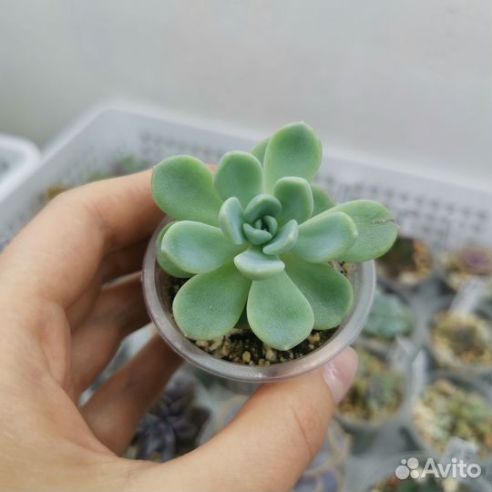 Суккуленты