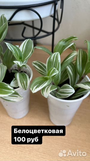 Традесканция